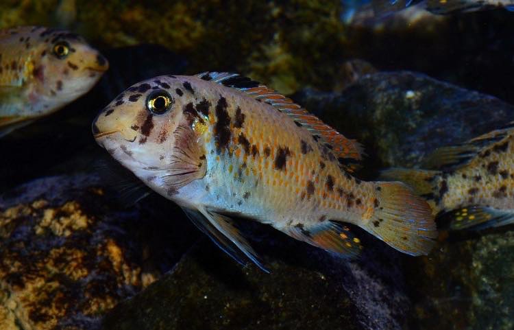 Labeotropheus fuelleborni 'Chimwalani Reef'